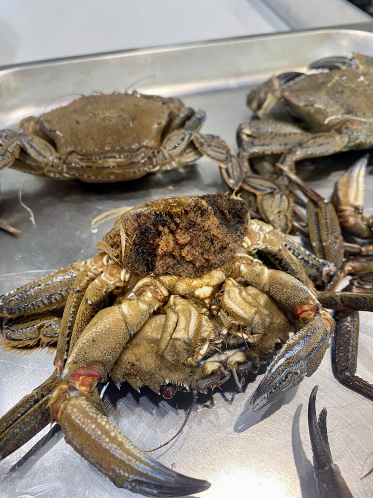 Red Velvet Crab from Galicia at SÓPA Spanish Restaurant Bangkok